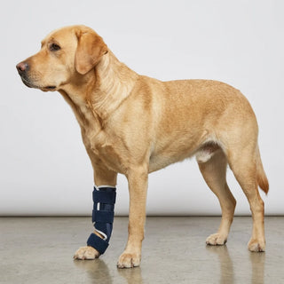 Attelle chien tarse et carpe | Contention orthopédique articulation