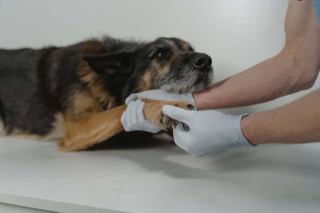 Mon vieux chien ne tient plus sur ses pattes arrière