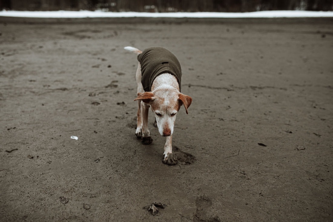 Arthrose du chien : symptômes, causes et traitements (le guide complet)