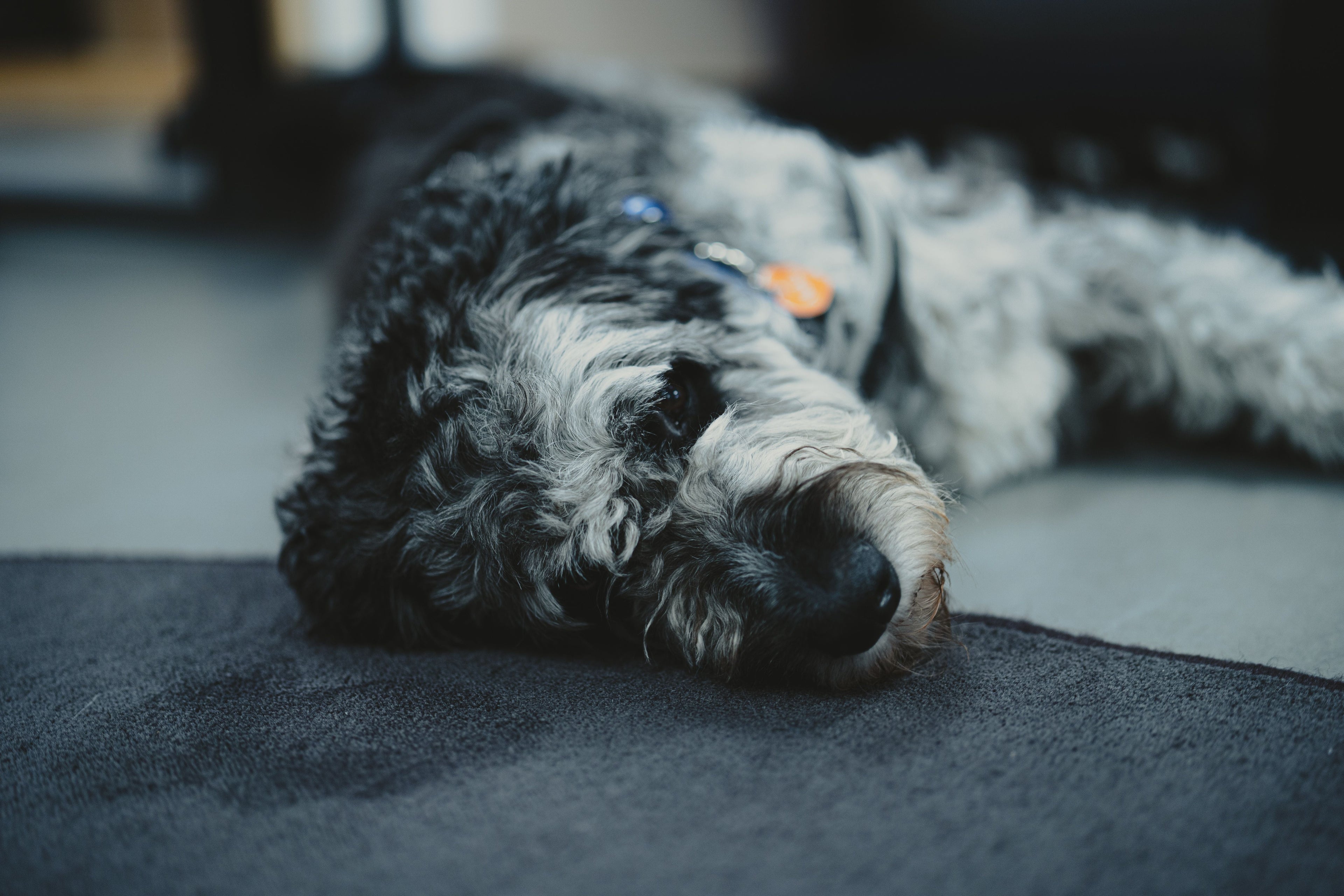 Mon chien ne mange plus et reste couché : causes, que faire et quand s'inquiéter