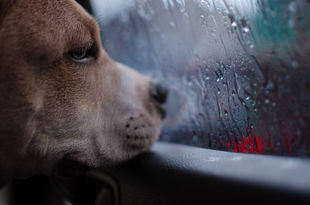 Dépression chez le chien : symptômes, causes et comment l'aider