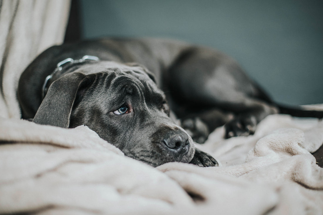 Comportement du chien en fin de vie : les signes et comment l'accompagner