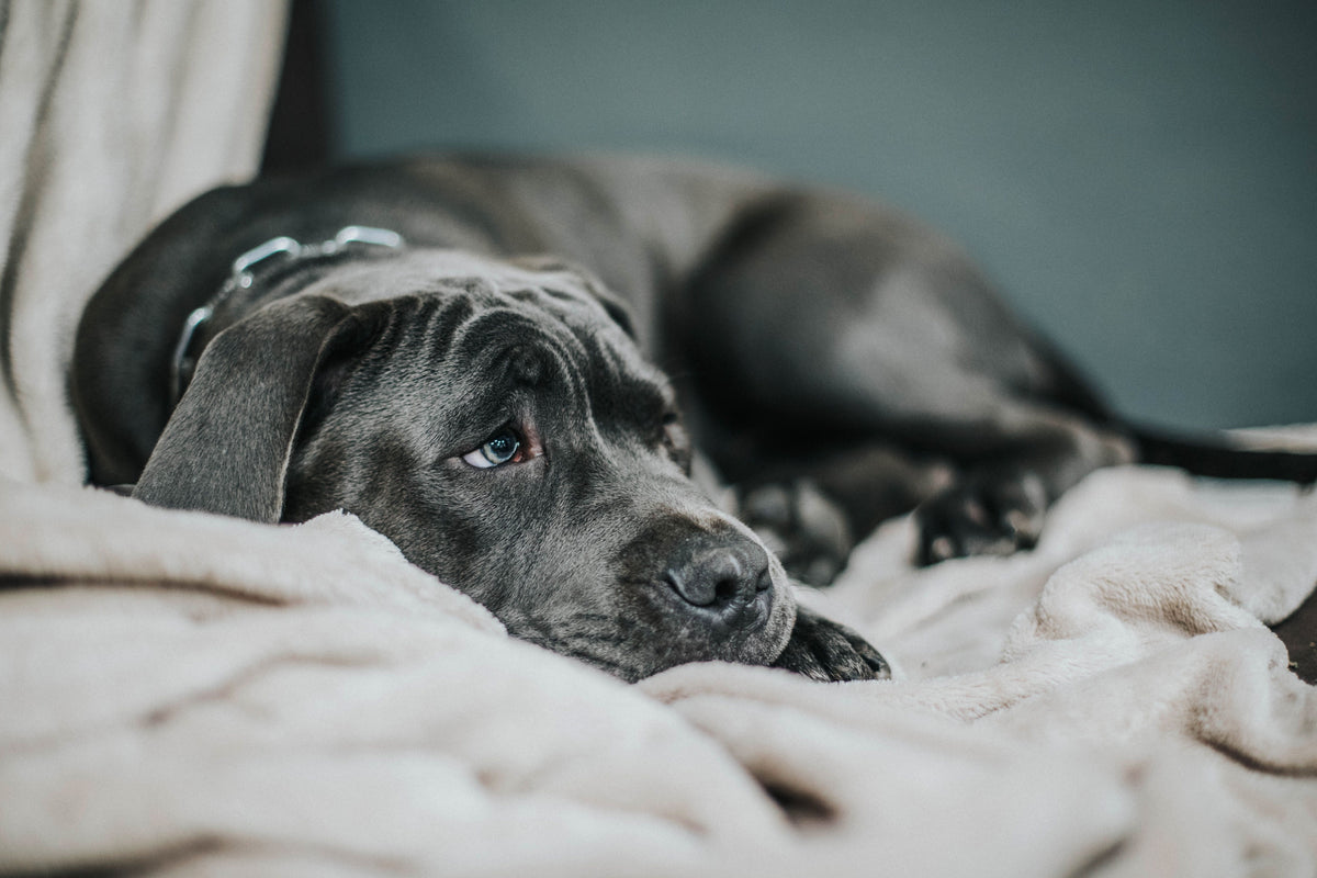 Comportement du chien en fin de vie : les signes et comment l'accompagner