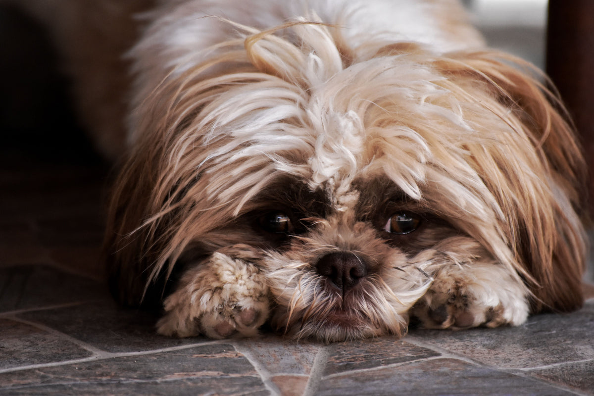 chien incontinent euthanasie
