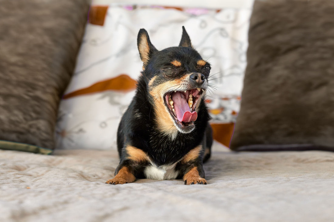 Signaux d'apaisement du chien : les comprendre et bien réagir