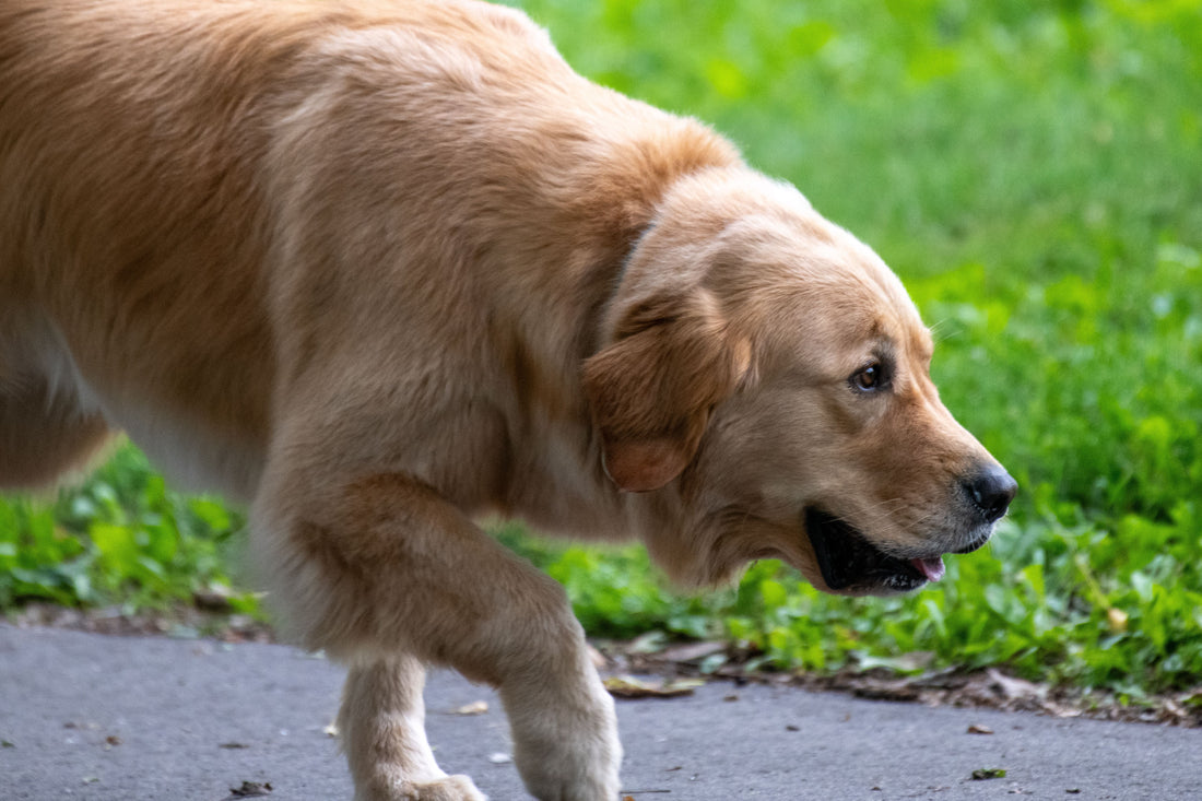 Mon chien boite : pourquoi et que faire ?