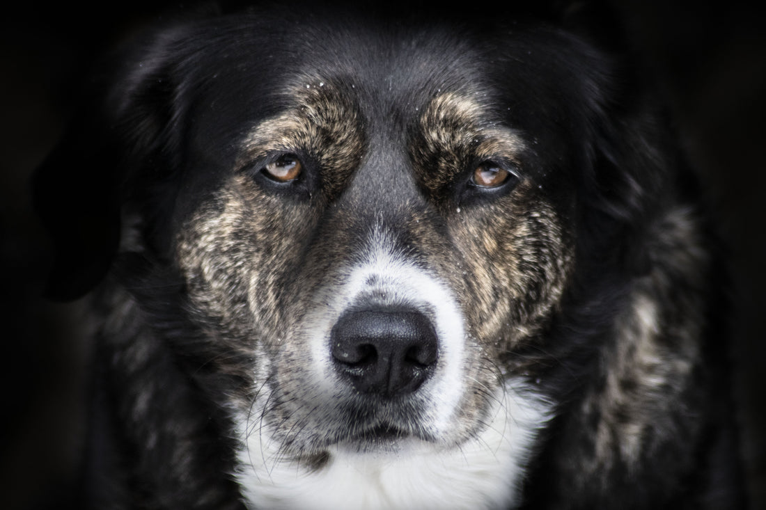 Pourquoi mon vieux chien pleure et gémit, surtout la nuit ?