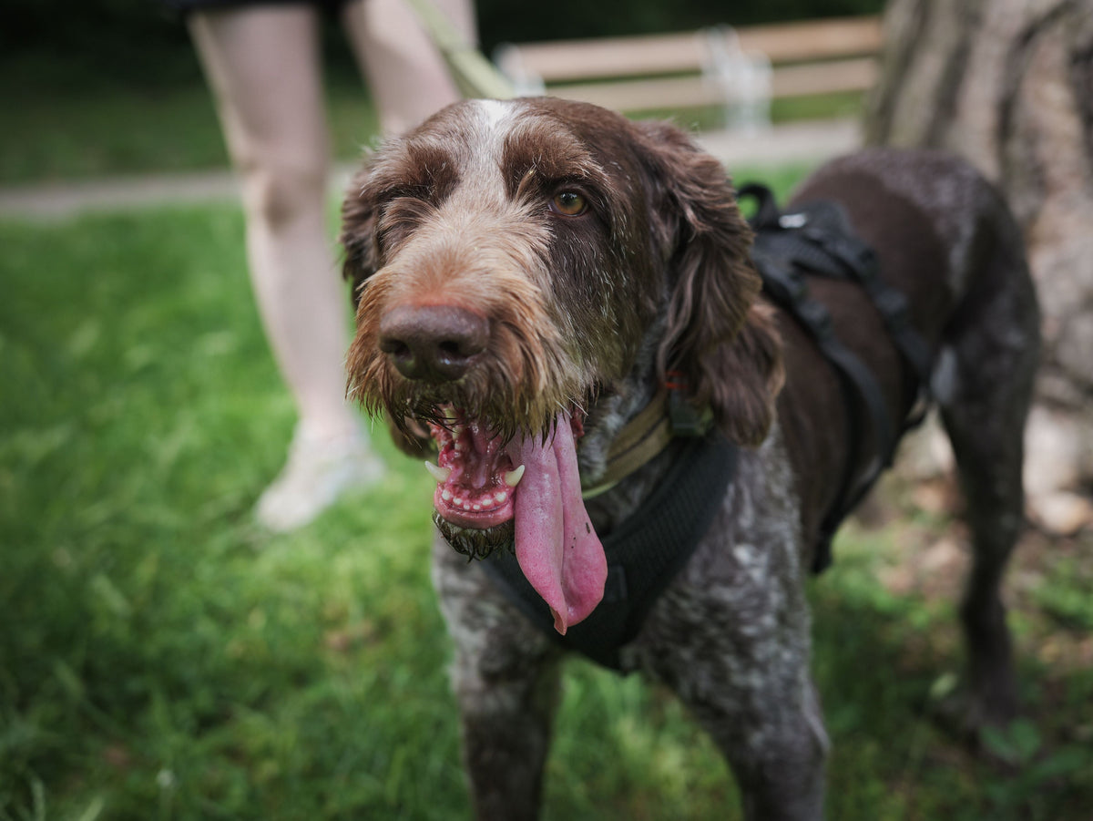 Vieux chien qui halète beaucoup : causes, signes d'alerte et quand consulter