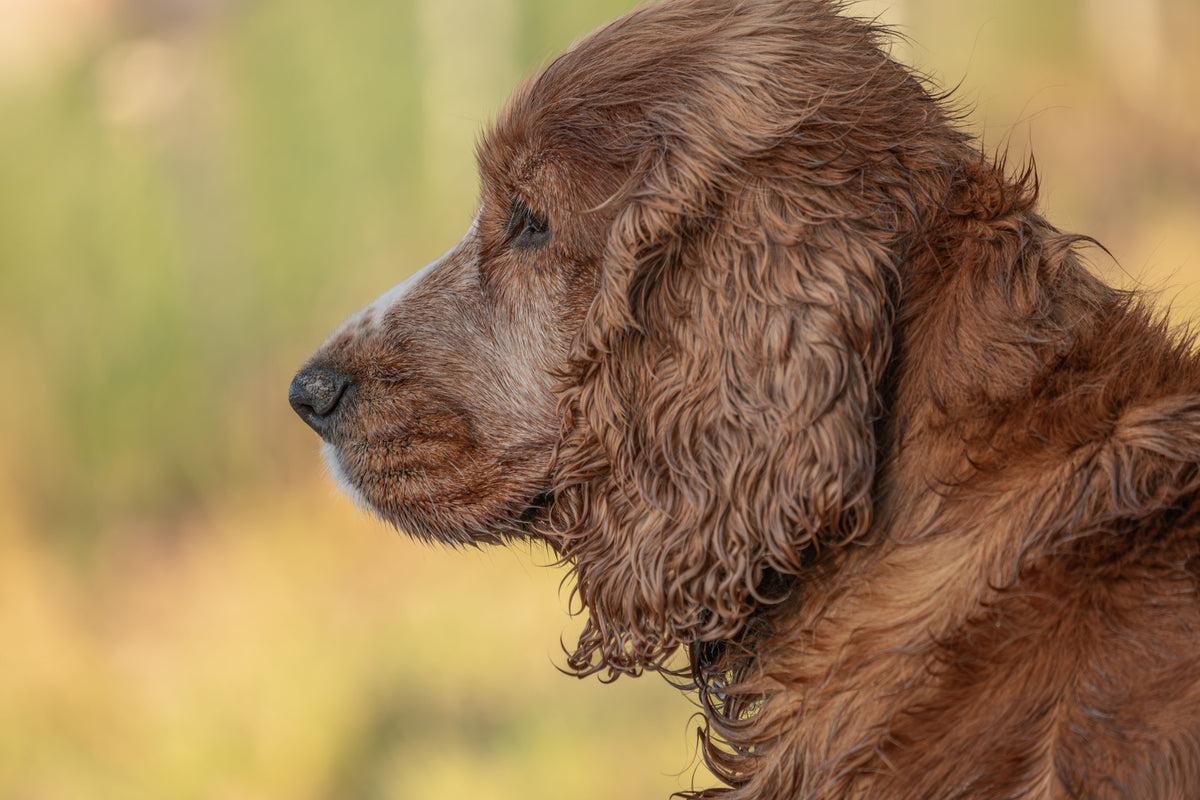 Chien qui vieillit : les signes du vieillissement et comment en prendre soin