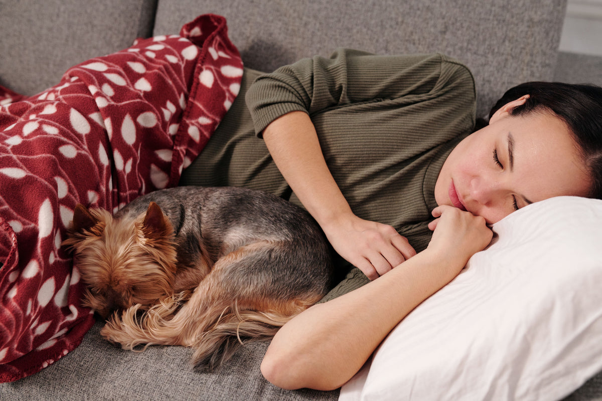 Dormir avec son chien : bienfaits, risques et le cas du chien âgé