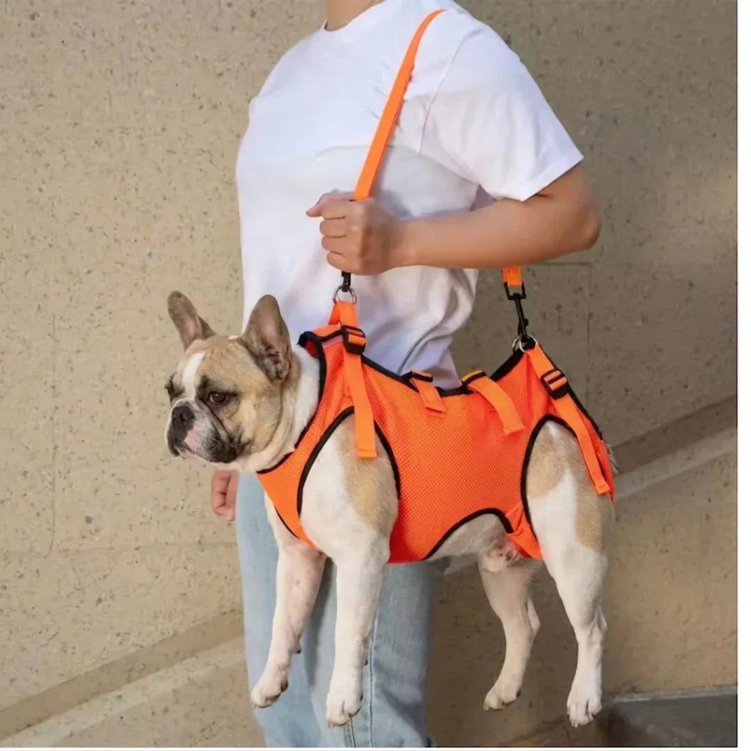 Harnais de portage pour chien : comment le choisir ?