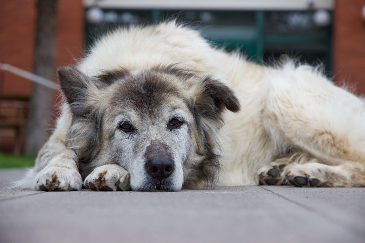 insuffisance renale chien