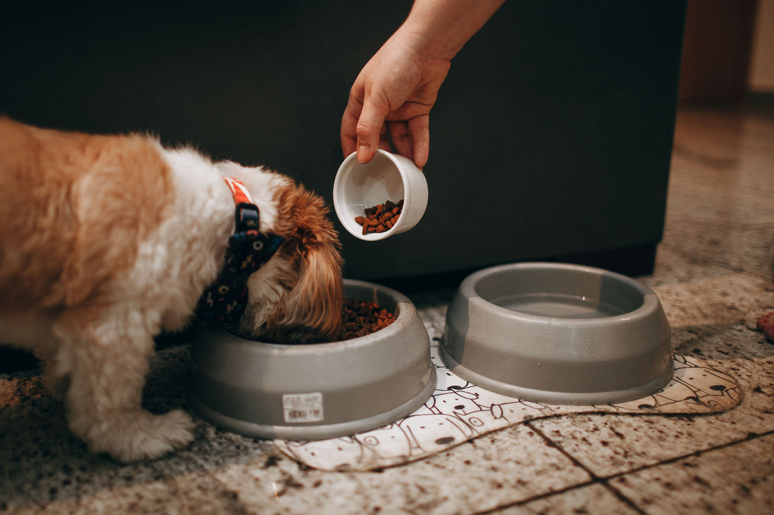 Mon vieux chien a toujours faim : faut-il s'inquiéter ?