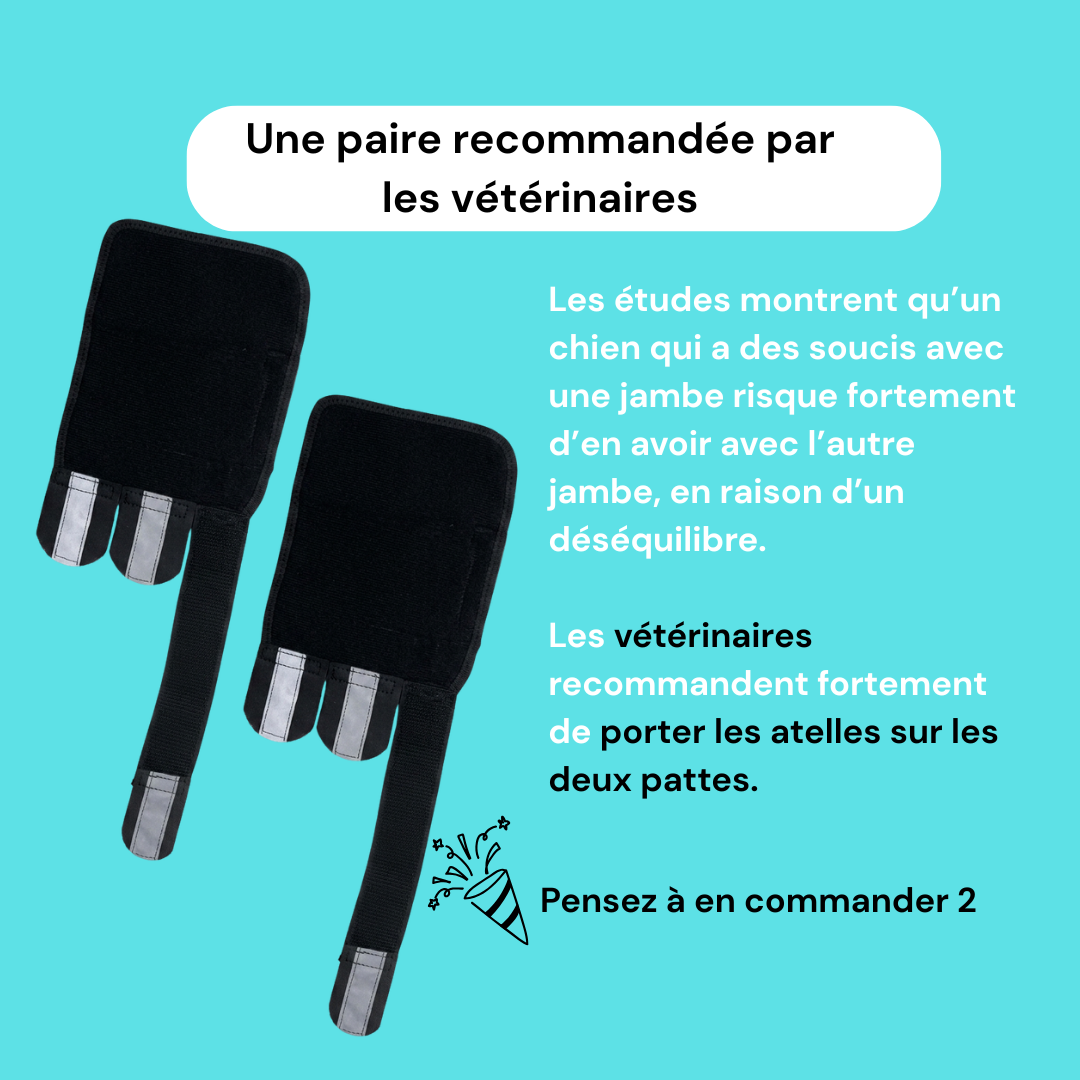 Attelle avant-bras chien senior réfléchissante