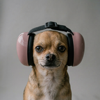 Casque antibruit chien pour anxiété