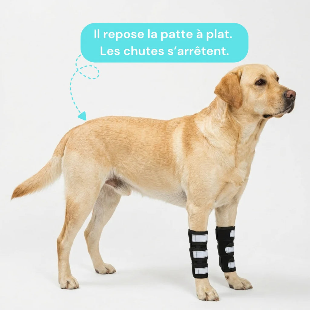 Attelle avant-bras chien senior réfléchissante
