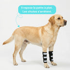 Attelle avant-bras chien senior réfléchissante
