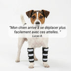 Attelle avant-bras chien senior réfléchissante