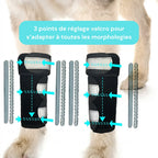 Attelle avant-bras chien senior réfléchissante