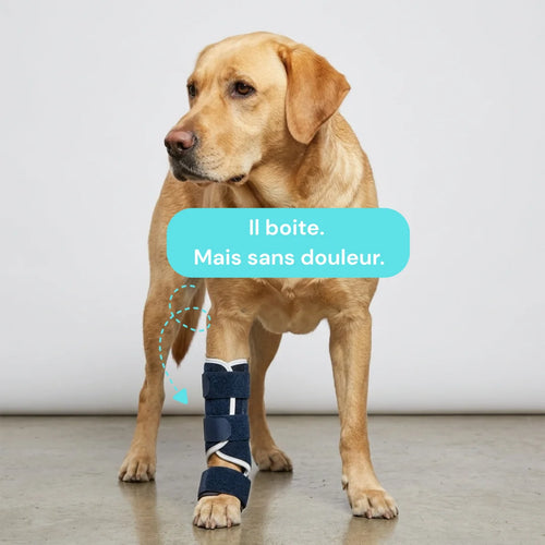 Attelle pour chien tarse et carpe
