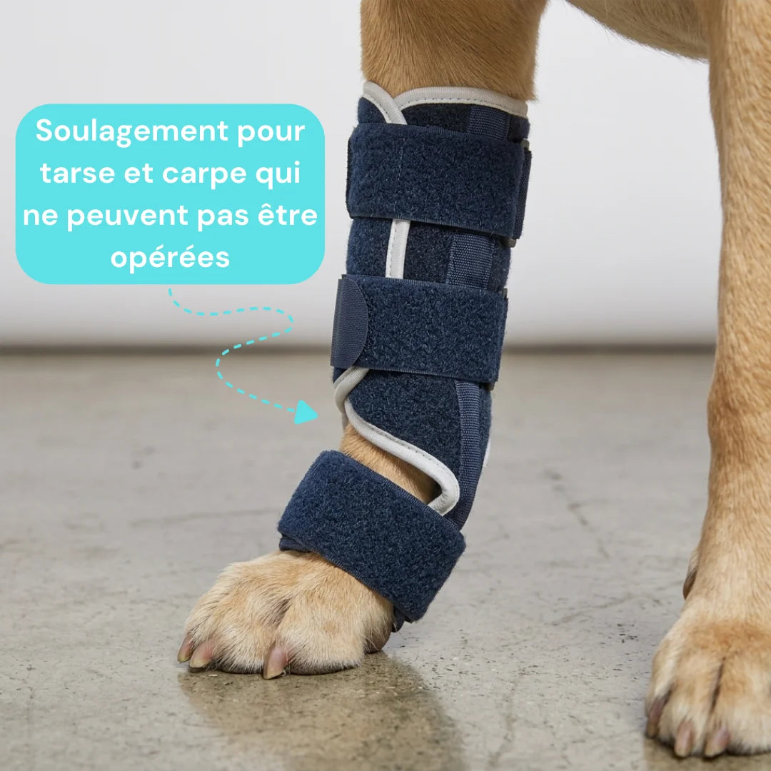 Attelle pour chien tarse et carpe