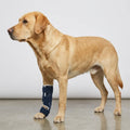 Attelle pour chien tarse et carpe