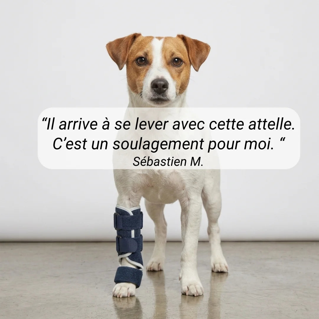 Attelle pour chien tarse et carpe