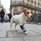 Attelle pour chien tarse et carpe
