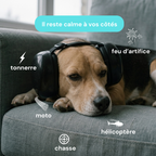 Casque antibruit chien pour anxiété