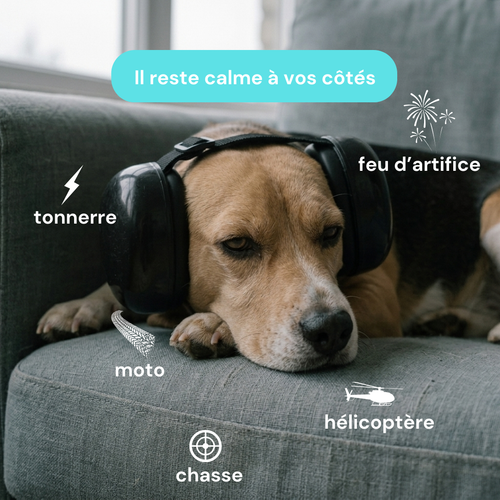Casque antibruit chien pour anxiété