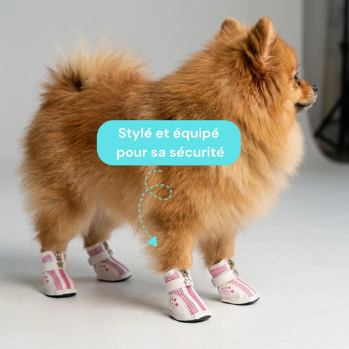 chaussures chien antidérapantes