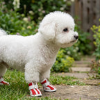chaussures chien antidérapantes