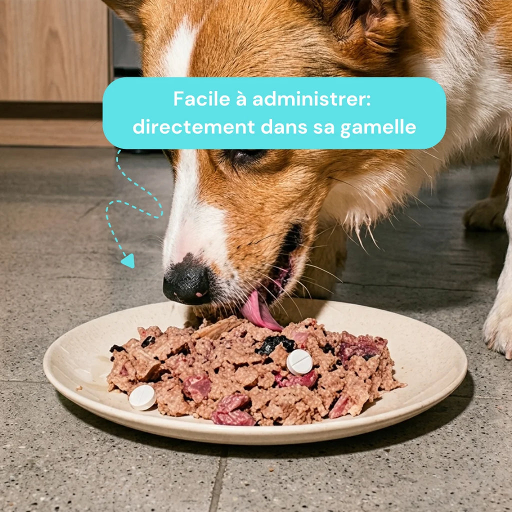 Complément alimentaire arthrose anti douleur chien - naturel et francais