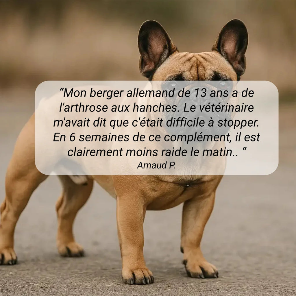 Complément alimentaire arthrose anti douleur chien - naturel et francais