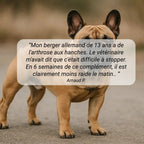 Complément alimentaire arthrose anti douleur chien - naturel et francais