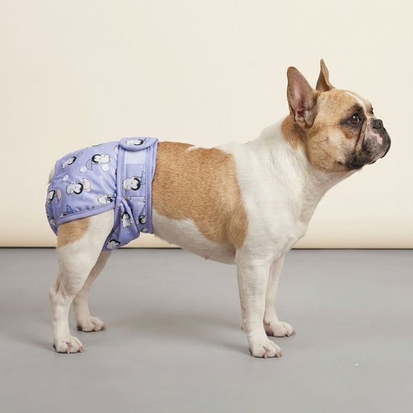 Couche pour chien incontinent lavable | femelle réutilisable