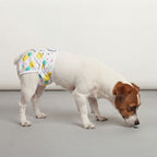 Couche pour chiens lavable - femelle