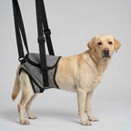 Harnais soutien arrière-train chien senior