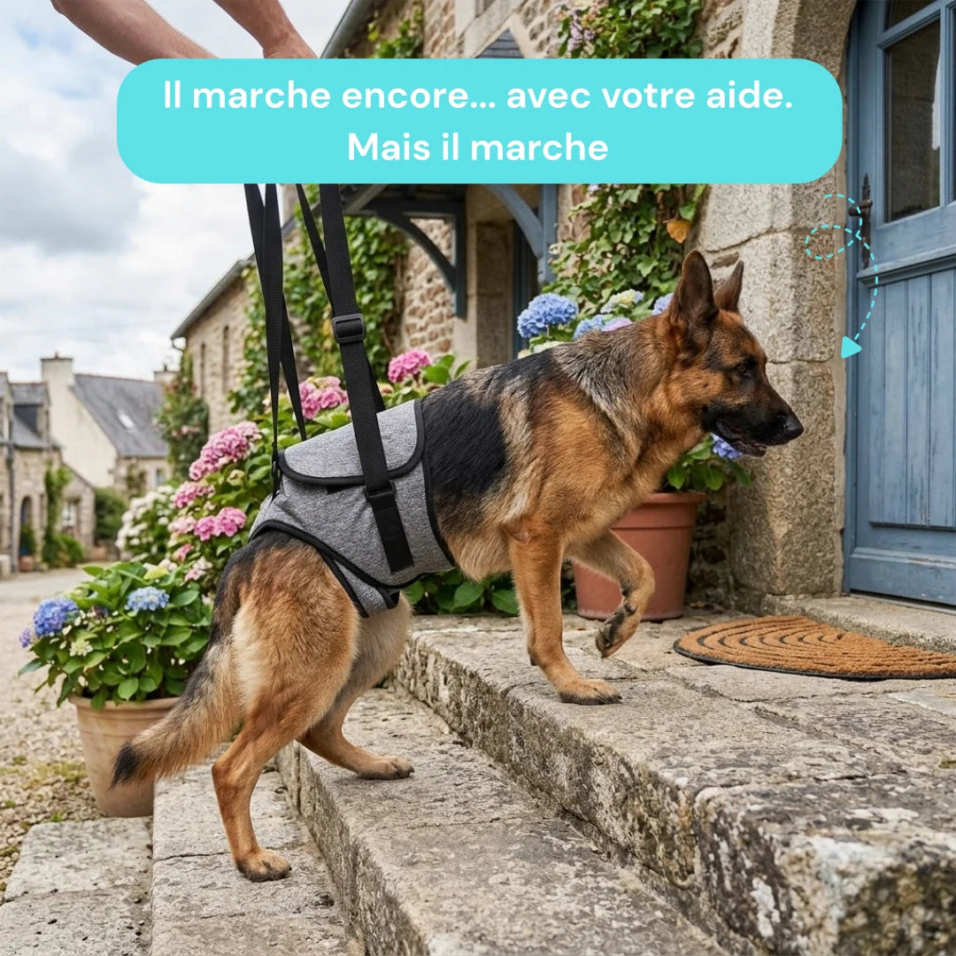 Harnais soutien arrière-train chien senior