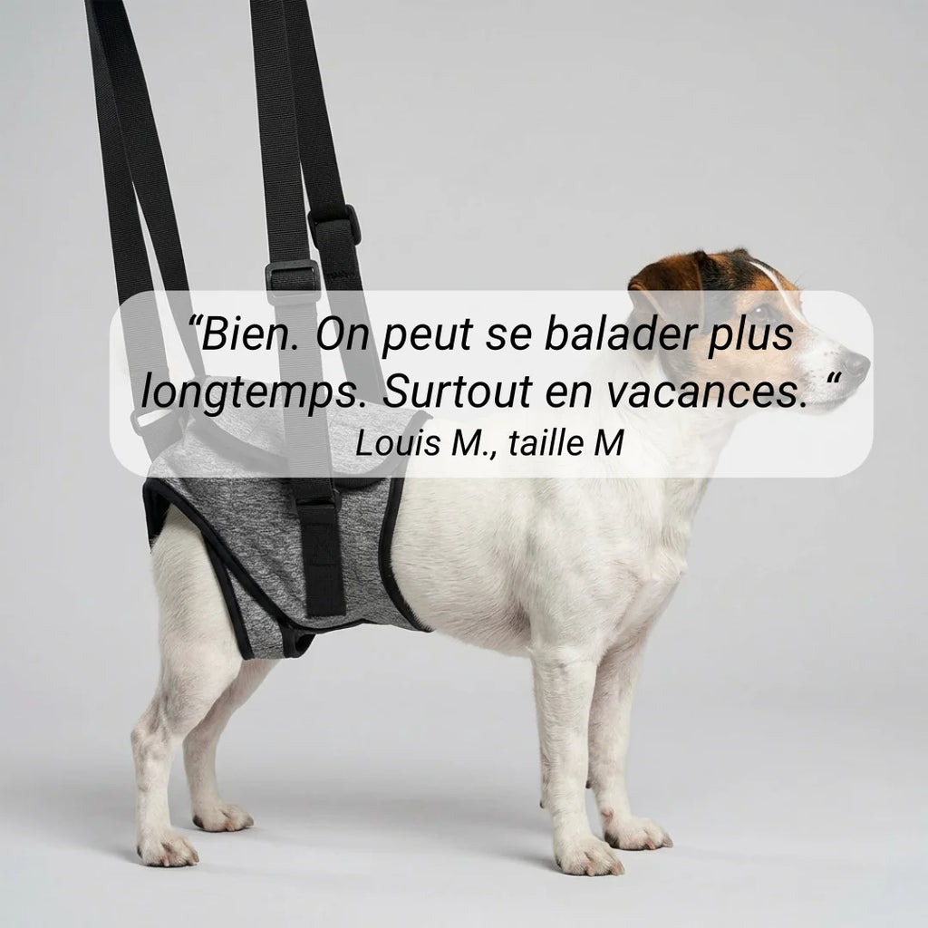 Harnais soutien arrière-train chien senior