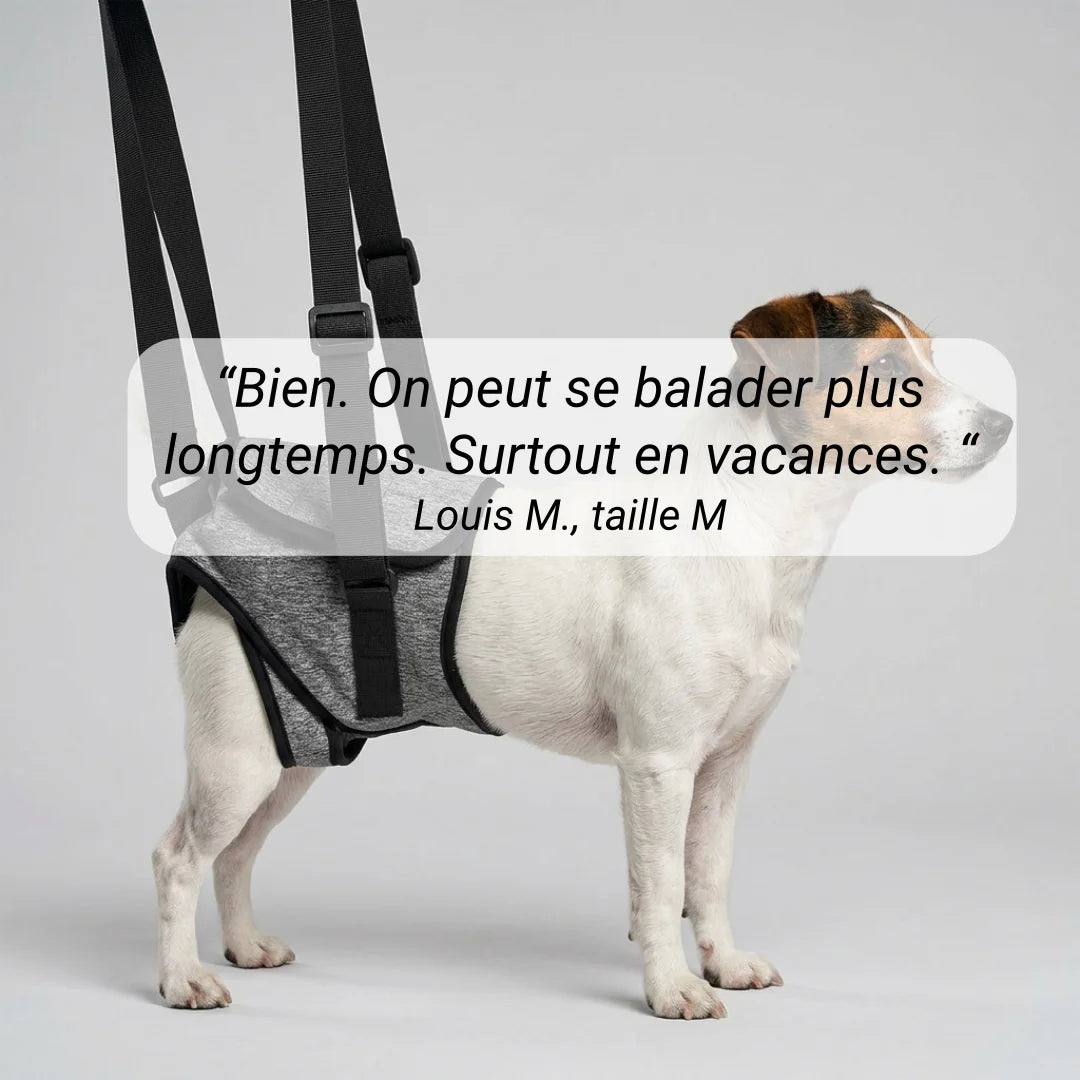 Harnais soutien arrière-train chien senior
