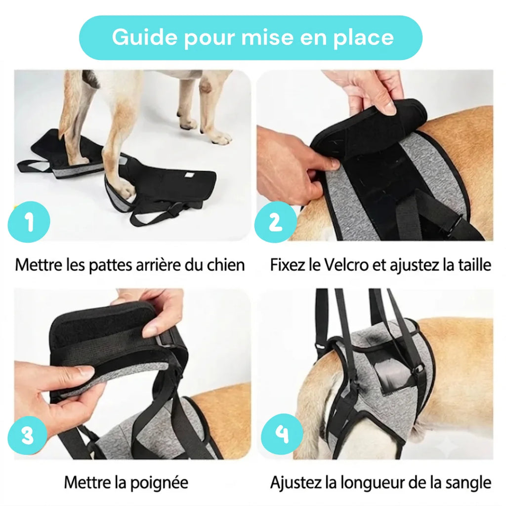 Harnais soutien arrière-train chien senior