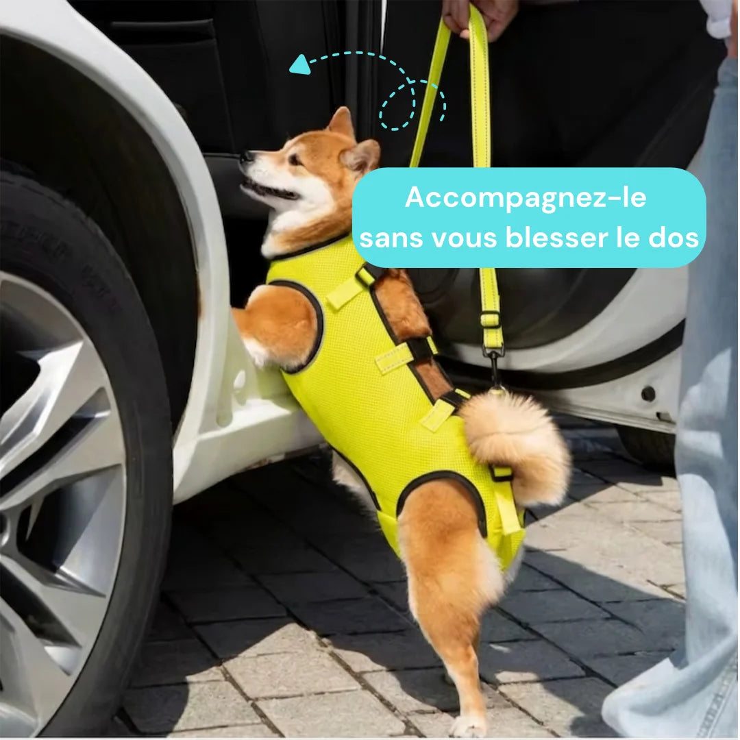 Harnais de soutien chien senior réglable - Aide à la mobilité