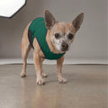 Veste anti stress chien - Gilet calmant tonnerre et stress