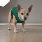 Veste anti stress chien - Gilet calmant tonnerre et stress