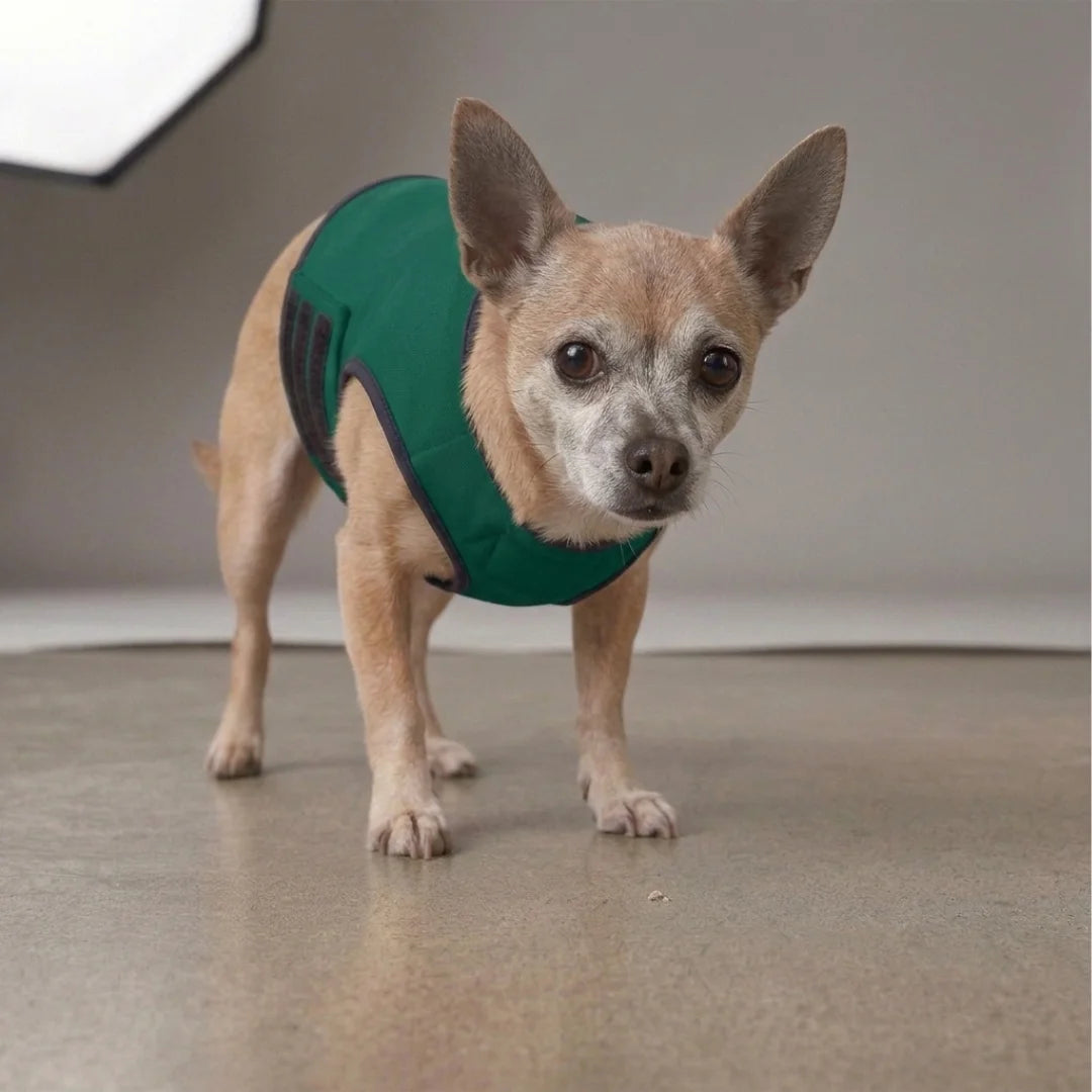 Veste anti stress chien - Gilet calmant tonnerre et stress