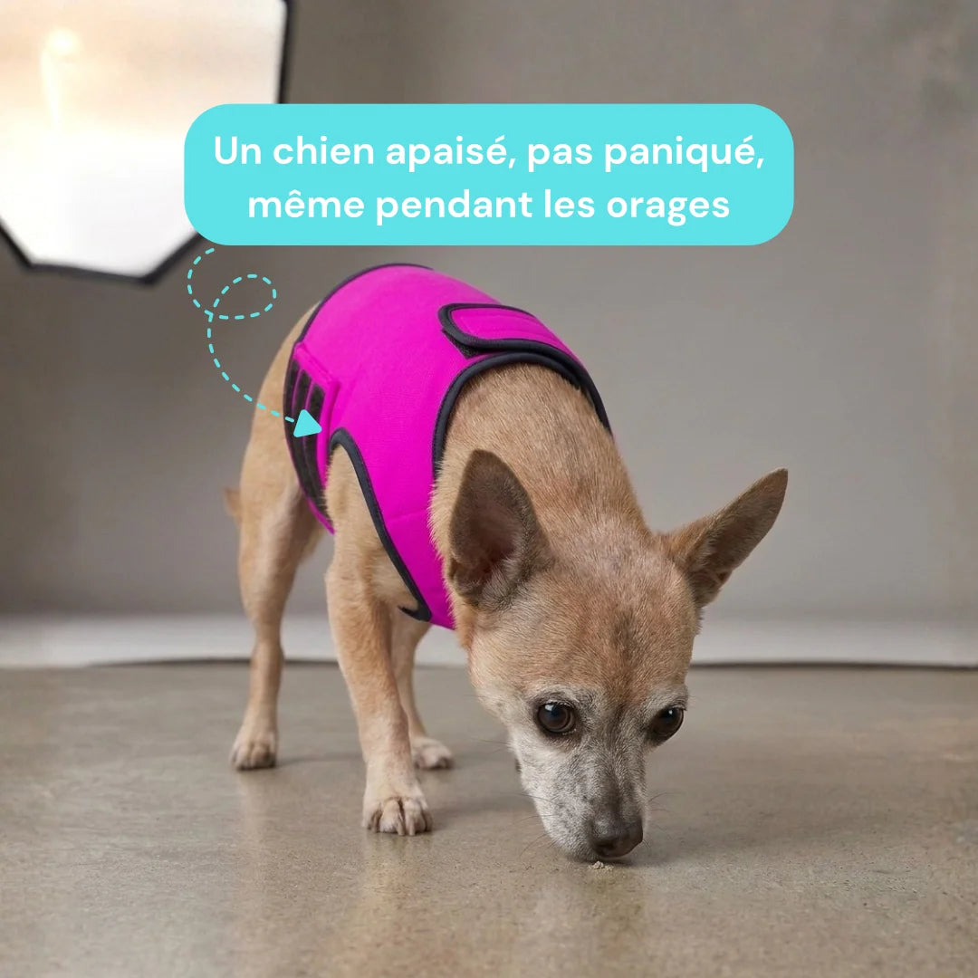 Veste anti stress chien - Gilet calmant tonnerre et stress